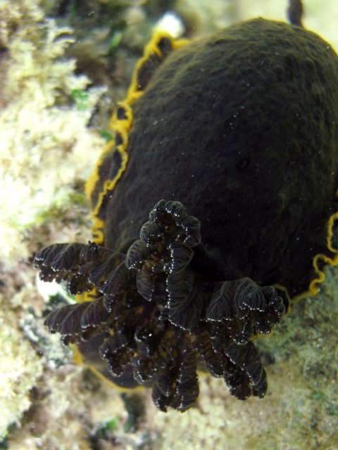 Dendrodoris limbata